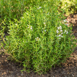 Thyme (Common) - 1000 Seeds