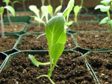Semi-Cos Lettuce 'Winter Density' (250 Seeds)