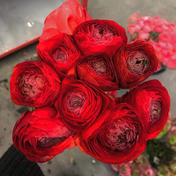 Red Ranunculus - Tango – Bolly Bulbs