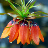 Fritillaria Imperialis 'Rubra Maxima'
