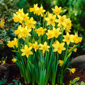 Tête á Tête Miniature Daffodil Narcissi