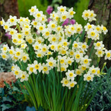 Minnow Miniature Daffodil Narcissi