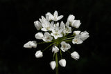 Allium Neopolitanum