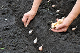 3 x Seed Garlic Bulbs 'Thermidrome' (Av. ±30 Cloves)