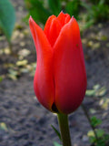 Rockery Tulips - Red Riding Hood