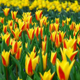 Rockery Tulips - Giuseppe Verdi
