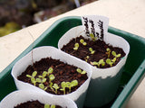 Chicory 'Variegata Di Castelfranco' - 500 Seeds