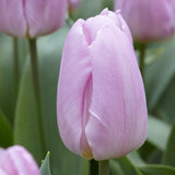 Single Early Tulip 'Candy Prince'