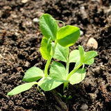 Ambassador - 35 Seeds - Marrowfat Peas
