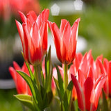 Rockery Tulips - Pinocchio