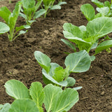 Pointed Cabbage 'Greyhound'  - 100 Seeds