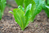 Cos Lettuce Seeds 'Little Gem' (250 Seeds)
