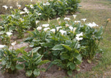 Zantedeschia aethiopica - Calla Lily