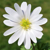 Anemone Blanda - White Splendour