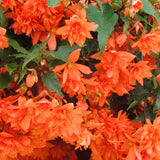 Trailing Begonias - Orange