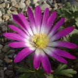 Anemone Blanda - Pink Star
