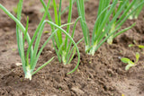 Sturon Onion Sets - Autumn or Spring Planting
