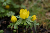 Eranthis Hymalis - Winter Aconite