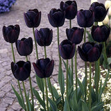 Single Late Tulip - Queen of The Night