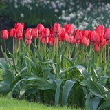 Darwin Tulip - Red Impression
