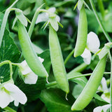 Kelvedon Wonder - 35 Seeds - Garden Peas (Dwarf)