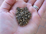 Beetroot 'Barbabietola di Chioggia' - 100 Seeds