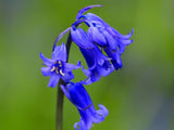 English Bluebells - Hyacinthoides Non-scripta
