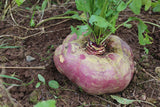 Turnip 'Veitches Red Globe' - 100 Seeds