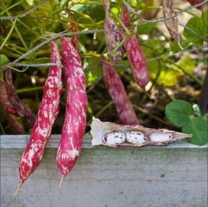 Borlotto Lingua Di Fuoco - 25 Seeds - Climbing French Beans