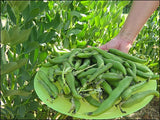Masterpiece Green Longpod - Autumn or Spring Planting Broad Beans - 35 Seeds