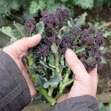 Broccoli 'Purple Sprouting Early' - 100 Seeds