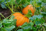 Pumpkin 'Big Max' - 10 Seeds
