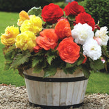 Upright Non-Stop Begonias - Mixed Colours