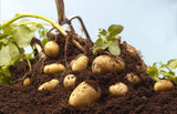 Maincrop - Maris Piper (10 Tubers)