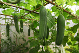 Cucumber 'Marketmore' - 25 Seeds