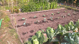 Cabbage 'January King Extra Late' - 100 Seeds