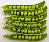 Kelvedon Wonder - 35 Seeds - Garden Peas (Dwarf)