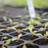 Beetroot 'Barbabietola di Chioggia' - 100 Seeds