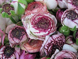 Ranunculus - Picotee Pink
