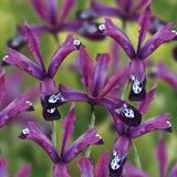 Dwarf Iris Reticulata - Pauline