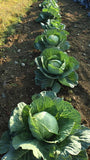 Cabbage 'Golden Acre' - 100 Seeds