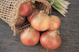 Turbo Onion Sets - Spring Planting