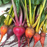 Red Beetroot 'Boltardy' - 100 Seeds