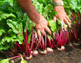 Red Beetroot 'Pablo F1' - 100 Seeds