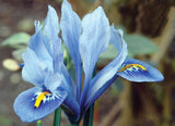 Dwarf Iris Reticulata - Alida