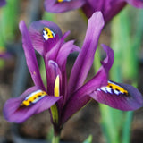 Dwarf Iris Reticulata - J S Dijt
