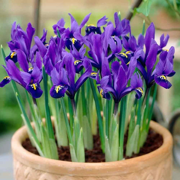 Dwarf Iris Reticulata - Harmony