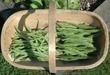 Blue Lake - 25 Seeds - Climbing French Beans