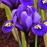 Dwarf Iris Reticulata - Harmony