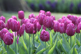Triumph Tulip 'Purple Flag'